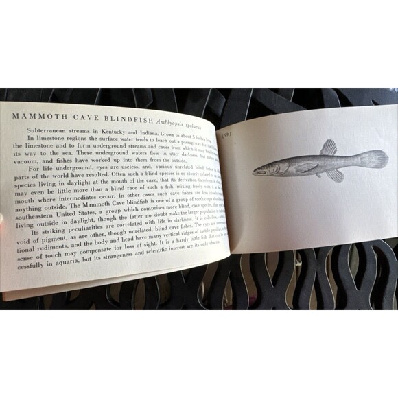 Representative North American Fresh Water Fishes John T. Nichols Andrew R Janson - Picture 10 of 10